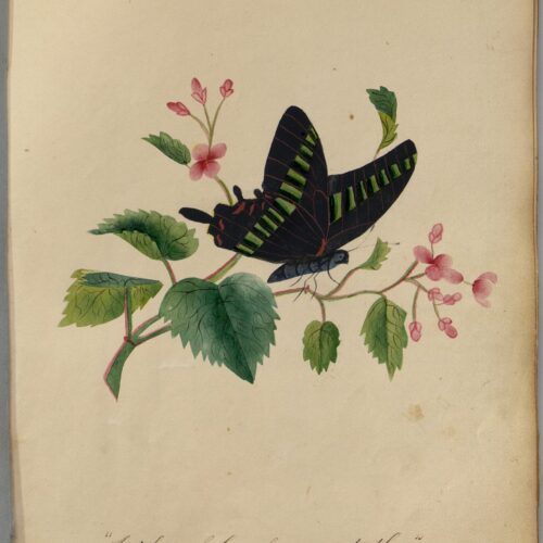 In this watercolor painting by Sarah Mapps Douglass a butterfly rests on a stem with green leaves and budding flowers. Beneath the painting reads “'A token of love from me to thee.' S.M. Douglass”